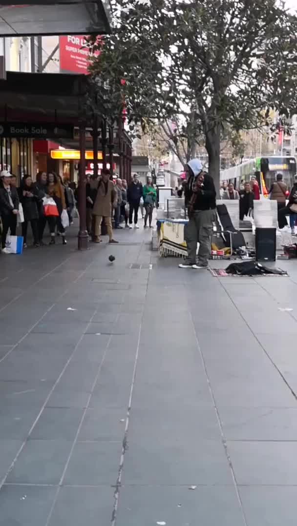 This pigeon jamming along to blurred lines