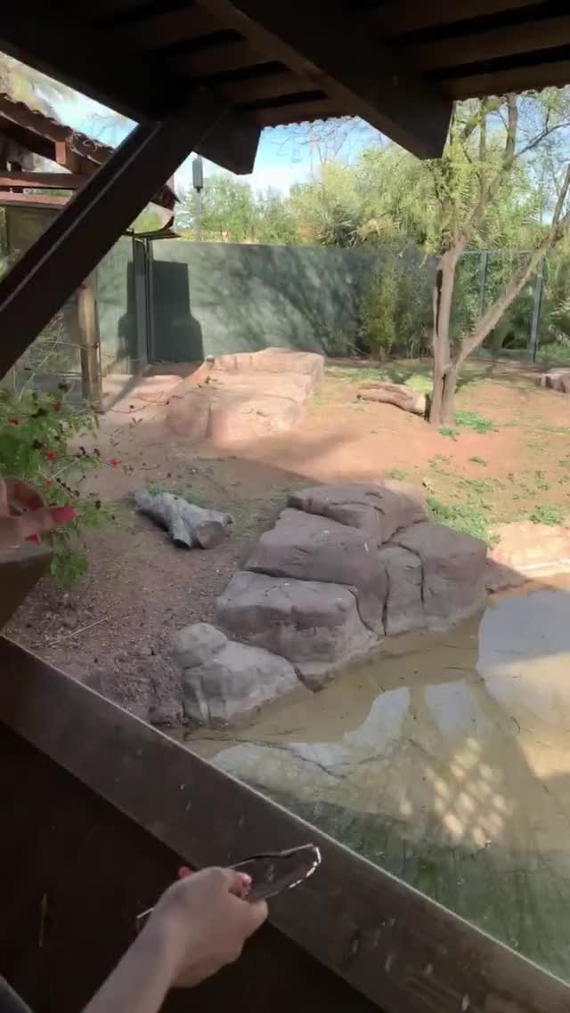 Zoo Komodo