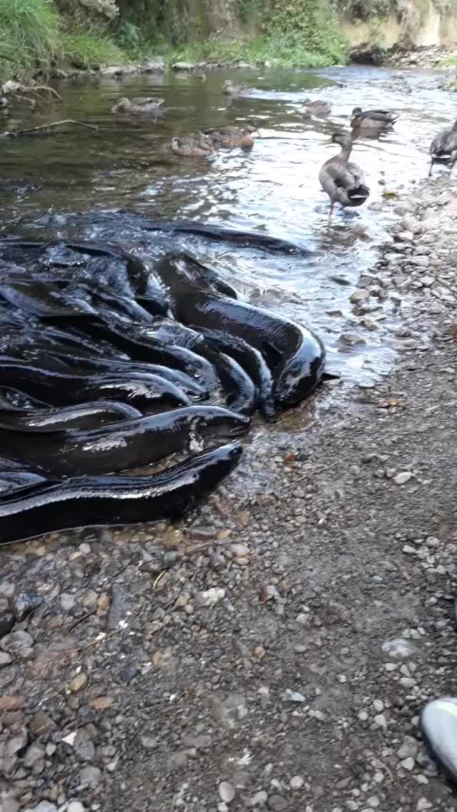 Eels In The Stream At Battle Hill Farm