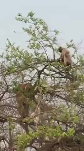 A tiger tries to catch a monkey