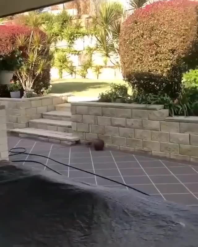 This Bird Playing With A Basketball Just For The Fun Of It