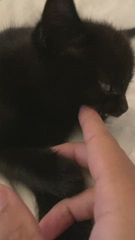 black angelica catsuit kitten