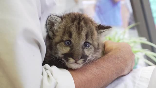 Cougar Cub Feeding | Toledo Zoo