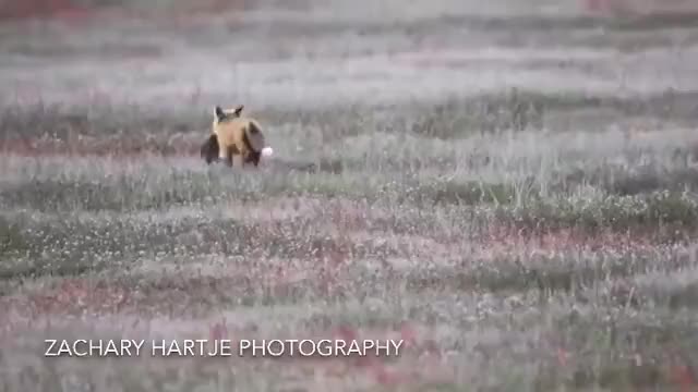 Midair Battle Between Fox And Eagle Over Rabbit