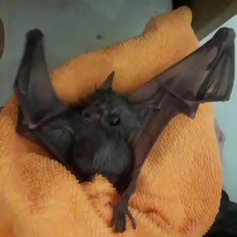 person tickling a bat