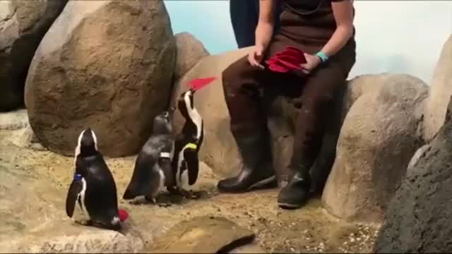 Even penguins love valentines! ☺️