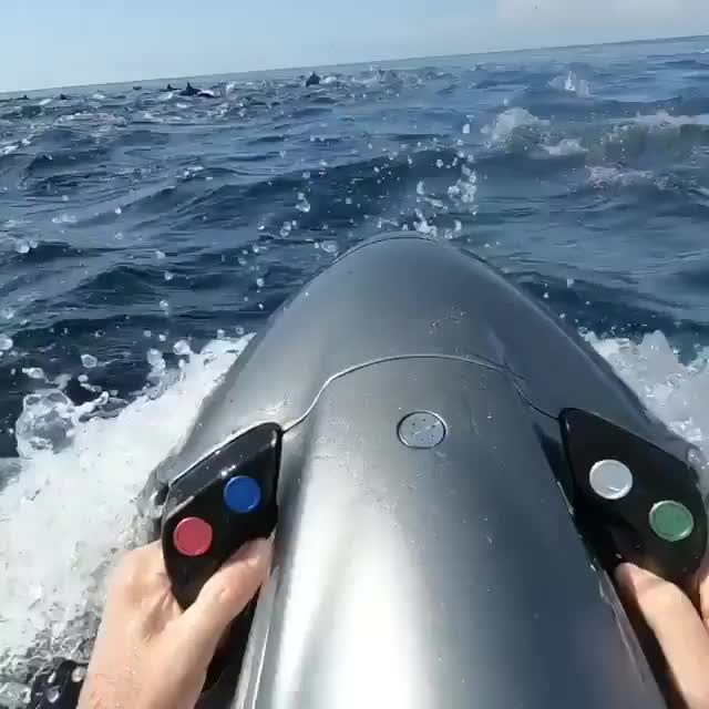 Sea-bobbing with dolphins