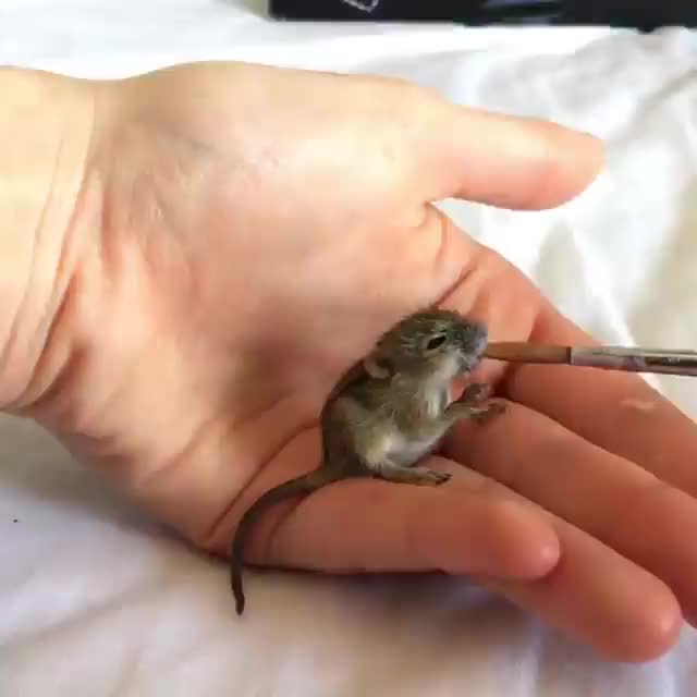 /r/MouseGifs - from rat_clouds