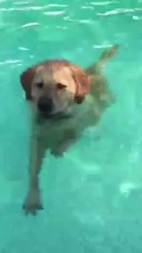 Cute,Pool,Puppy