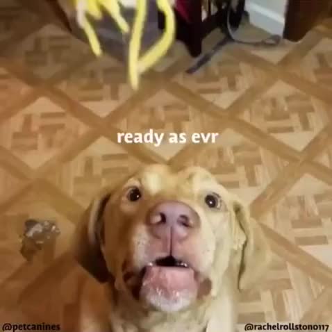 Doggo does a MONCH on some delicious cheez