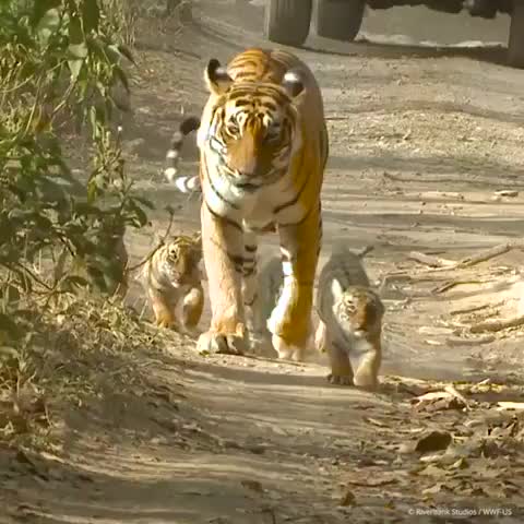 Mama and her cubs